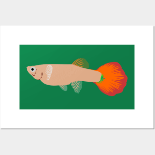 Female Guppy Posters and Art